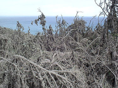 DSCF0011