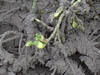 DSCF0014