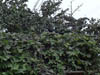 DSCF0019