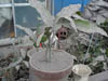 DSCF0042