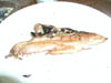 P1010010